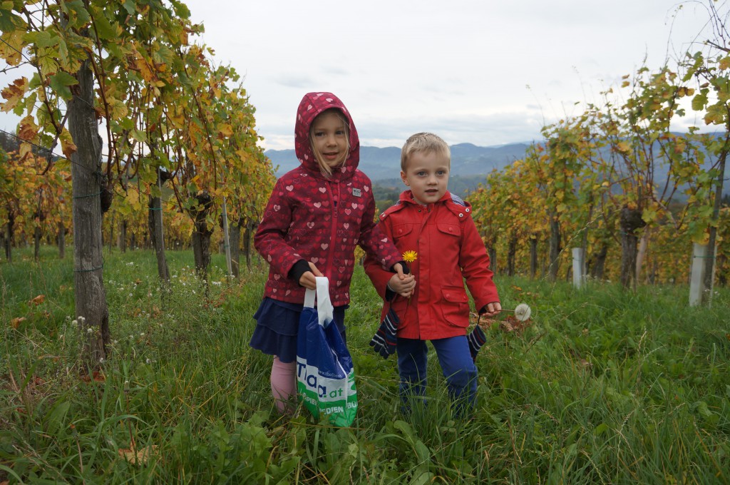 Working the vineyard