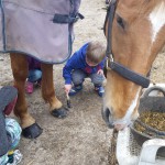 Attaching a horse shoe Attaching a horse shoe