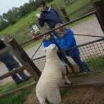 Wait until I shear you Wait until I shear you