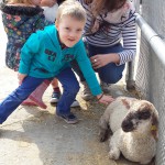 Sheep with Lila Sheep with Lila