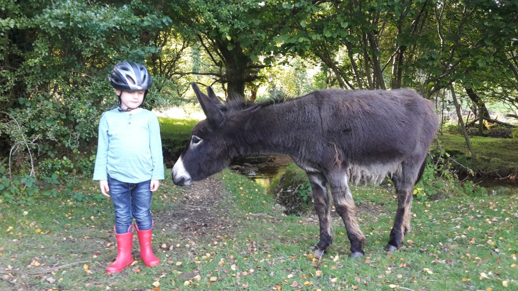 Donkey in the New Forest