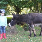 Donkey in the New Forest Donkey in the New Forest